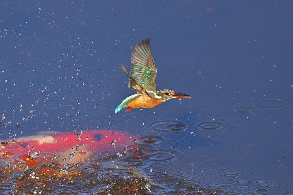 2019鳥初め3