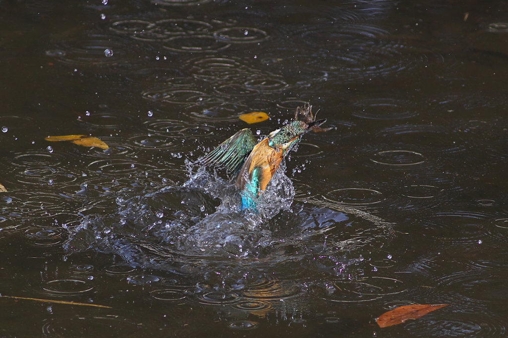 2013初カワ１