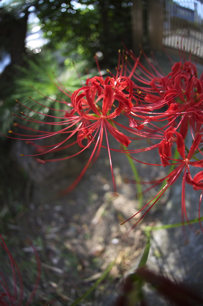 lycoris２