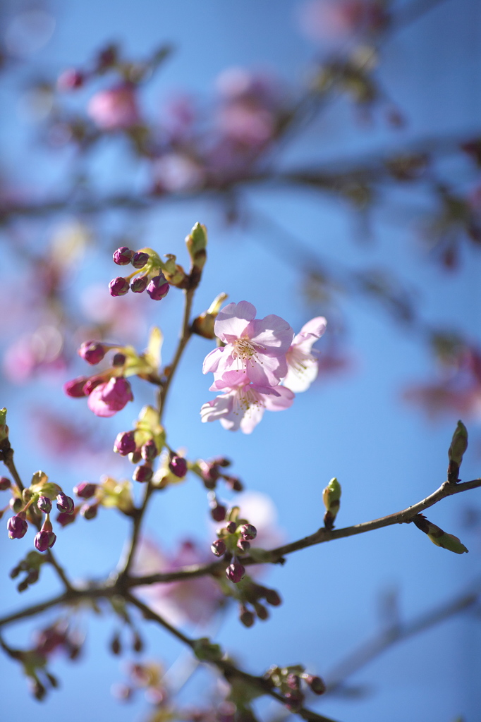 spring  pink color2