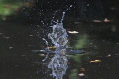 カワセミの織り成す水の芸術１