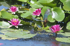 花が主役です～