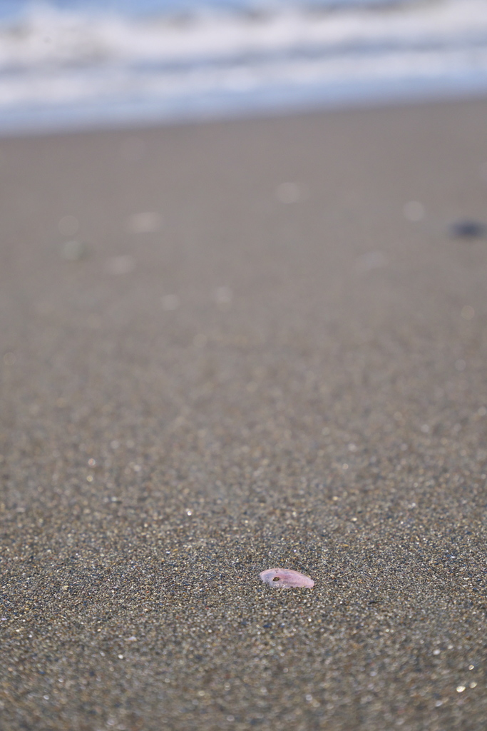 浜辺の宝石
