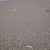 浜辺の宝石