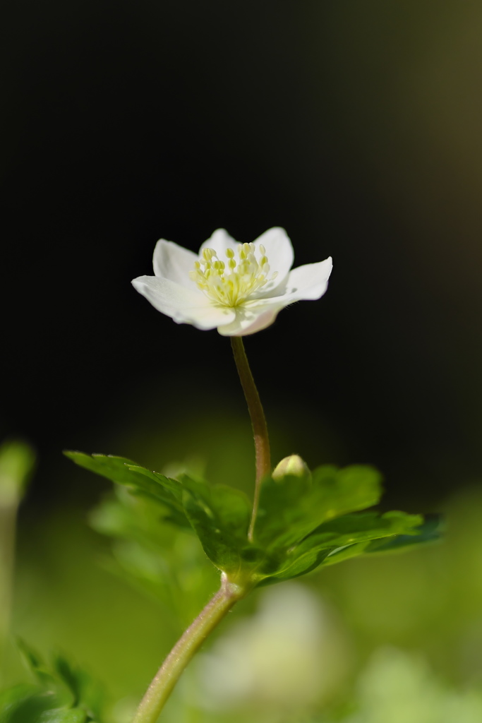 Soft windflower