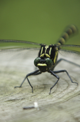 からかわれてます(^^ゞ