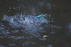 能鳥だぜ～