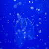 MarineSnow？