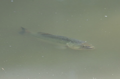 特定外来生物