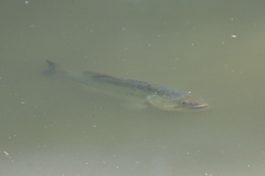 特定外来生物