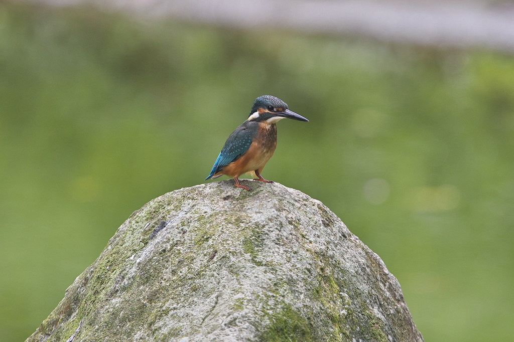 転校生＼(^o^)／