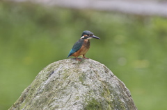 転校生＼(^o^)／