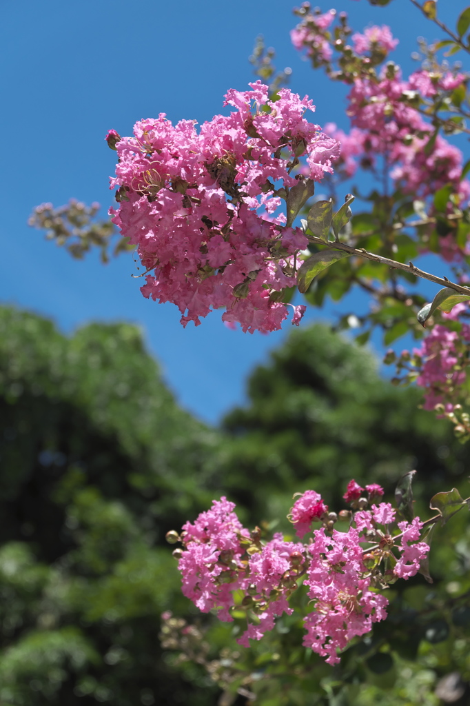 Blue on Pink