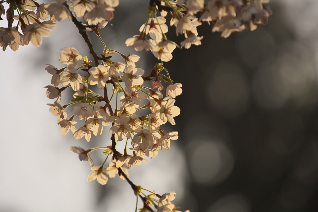 夕桜