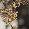 夕桜