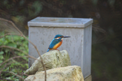 ダイブが撮れない(+_+)