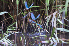King of the Kingfisher