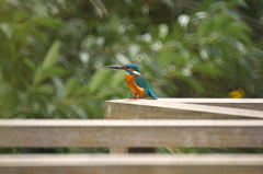 ダイブが見れない