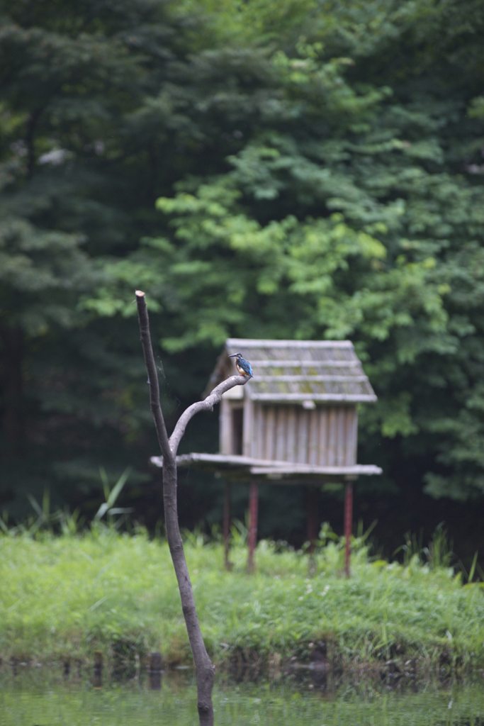 フルサイズ200mm