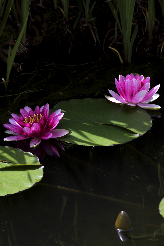 Nymphaea