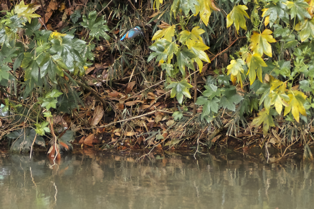 ちぃちゃいけど(^^ゞⅠ