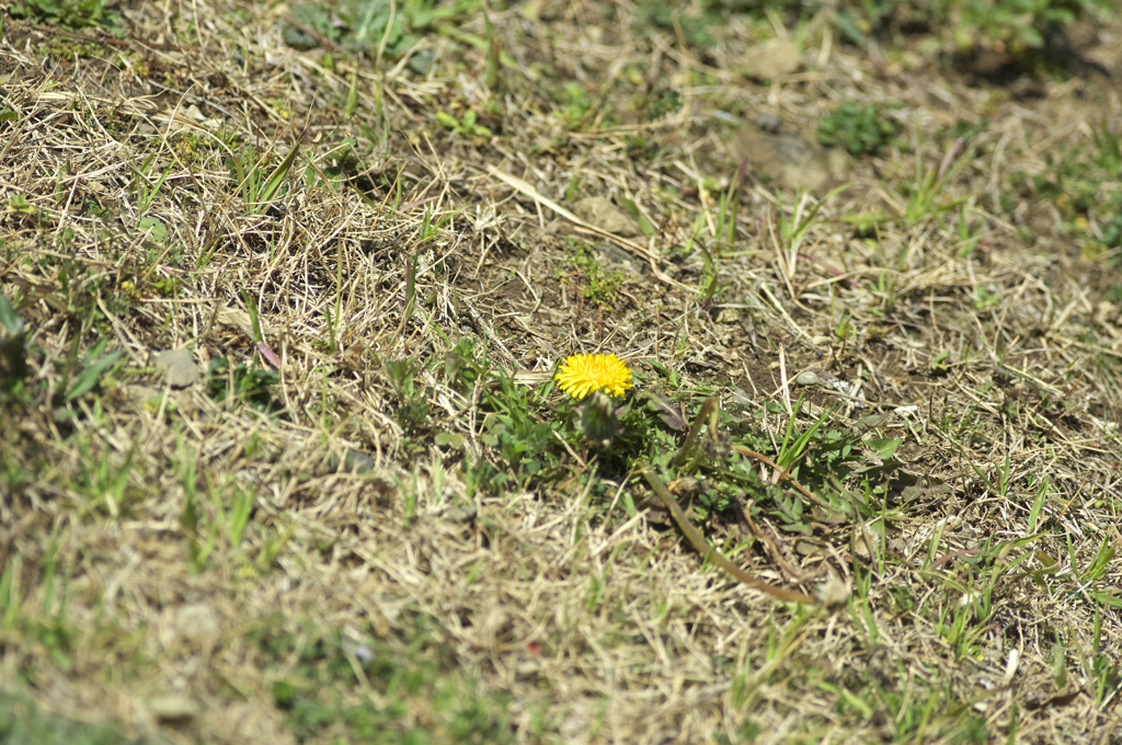 春ですよ(^.^)Ⅲ