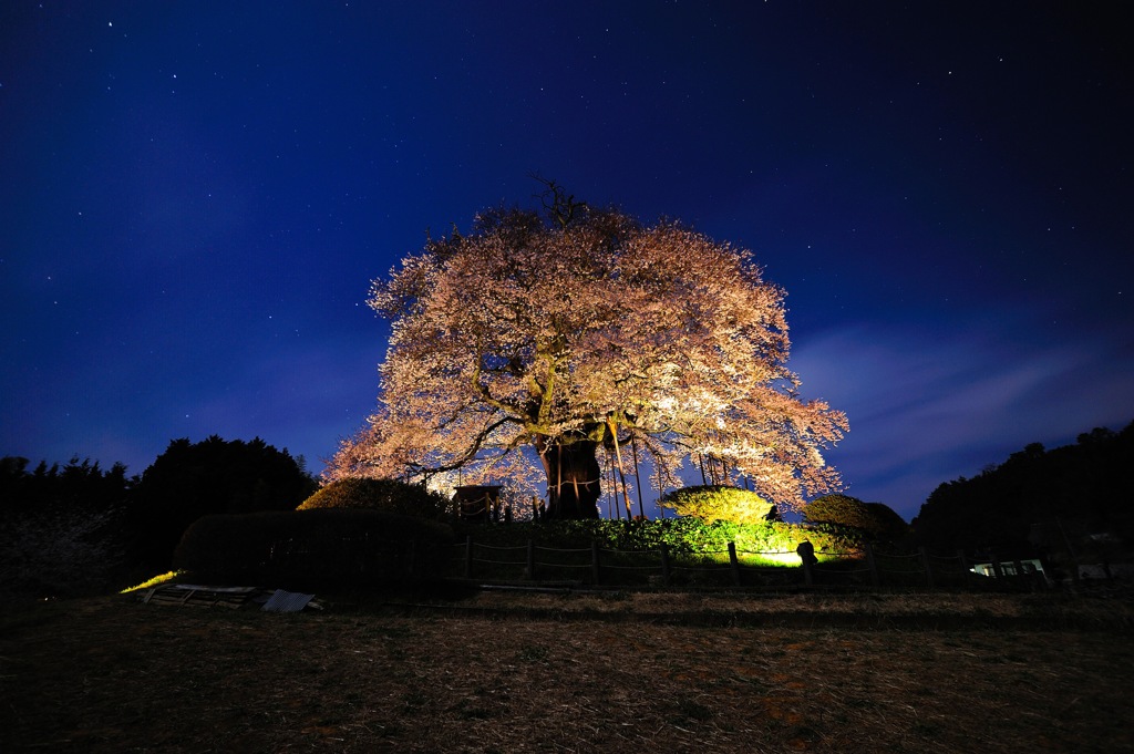 醍醐の夜桜