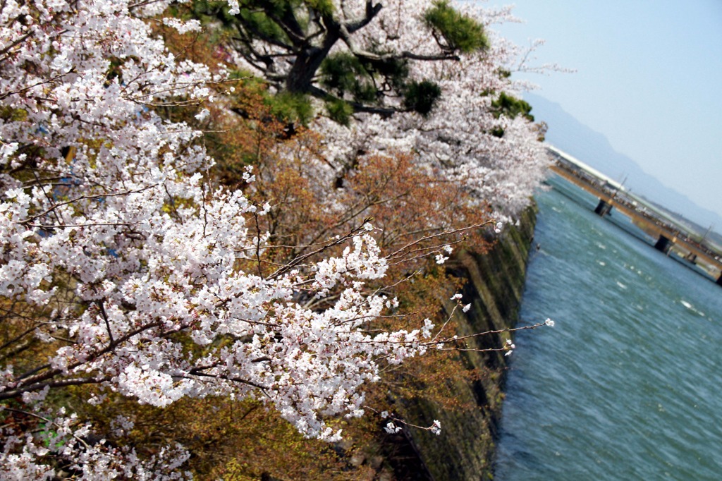 宇治川　桜祭り