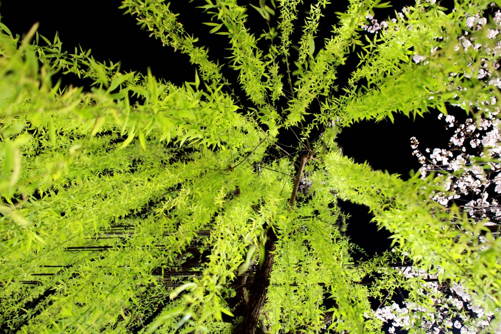 先斗町　夜桜