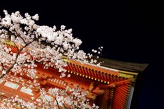 京都　夜桜