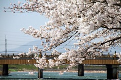 宇治川　桜祭り2