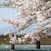 宇治川　桜祭り2