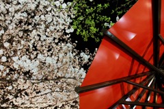 京都祇園　夜桜2
