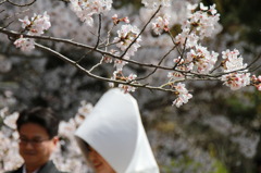 桜の前の式