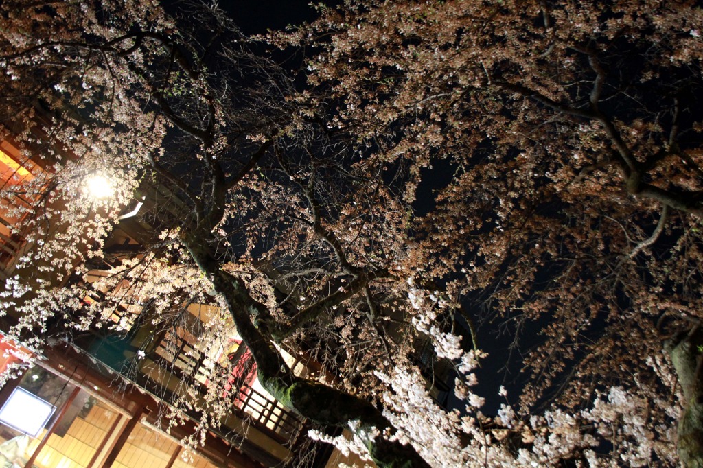 京都祇園　夜桜