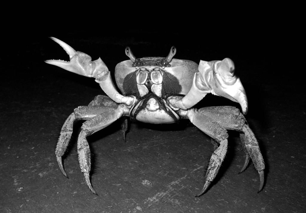 記憶の中のカニ