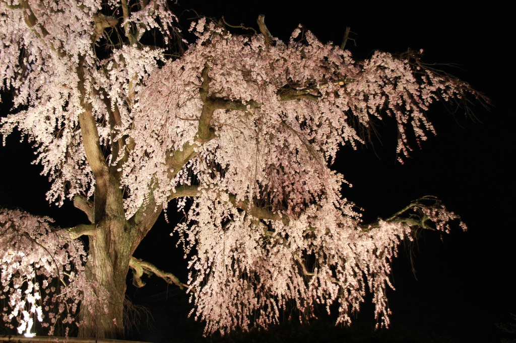 円山公園の夜桜