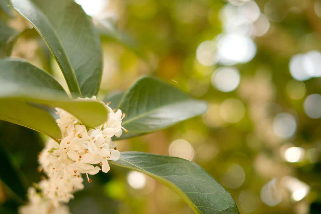 Osmanthus fragrans
