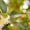 Osmanthus fragrans