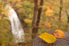 Yellow　leaves