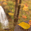 Yellow　leaves