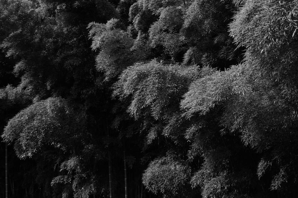 Leaves alive.
