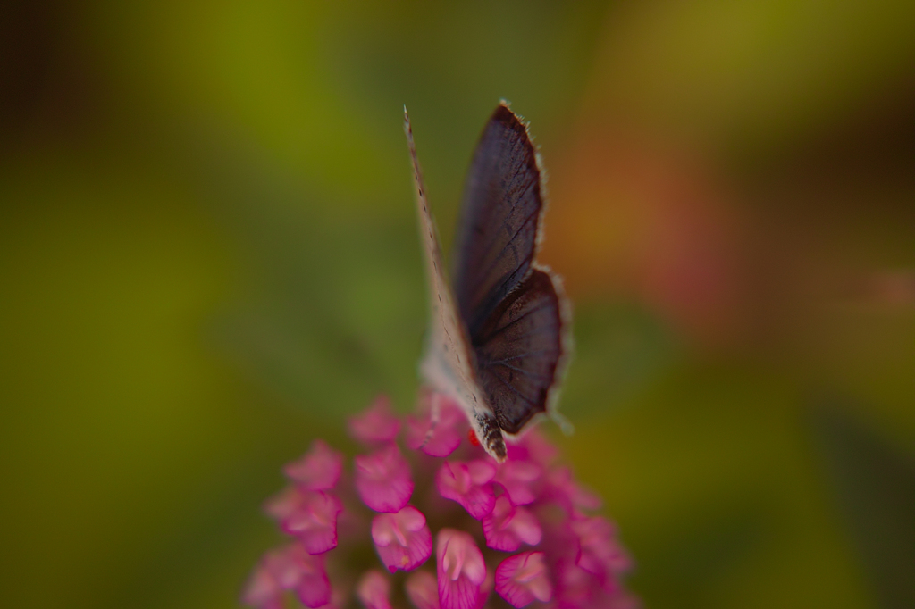Sexy butterfly