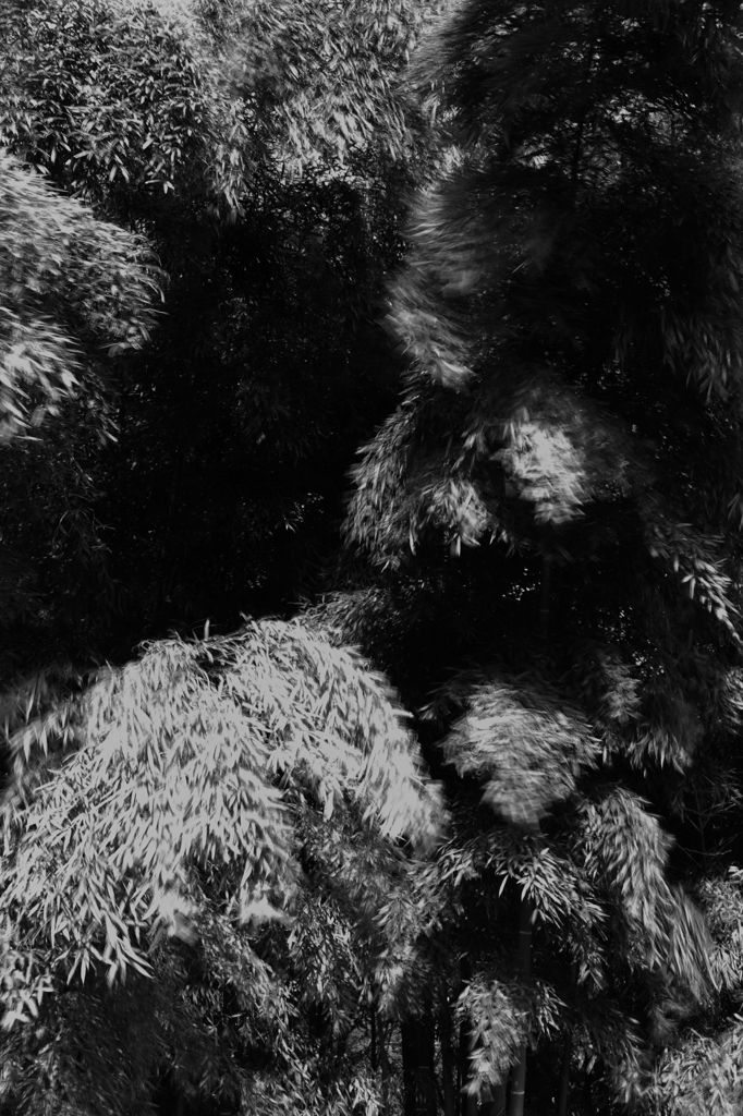Leaves alive.