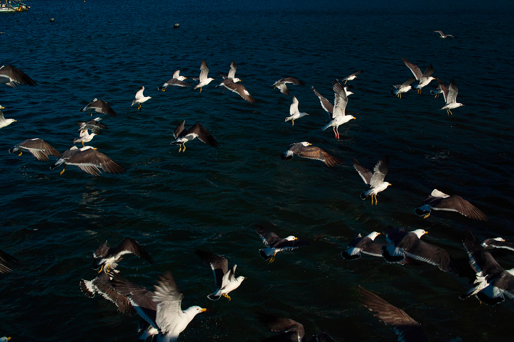 Fly away