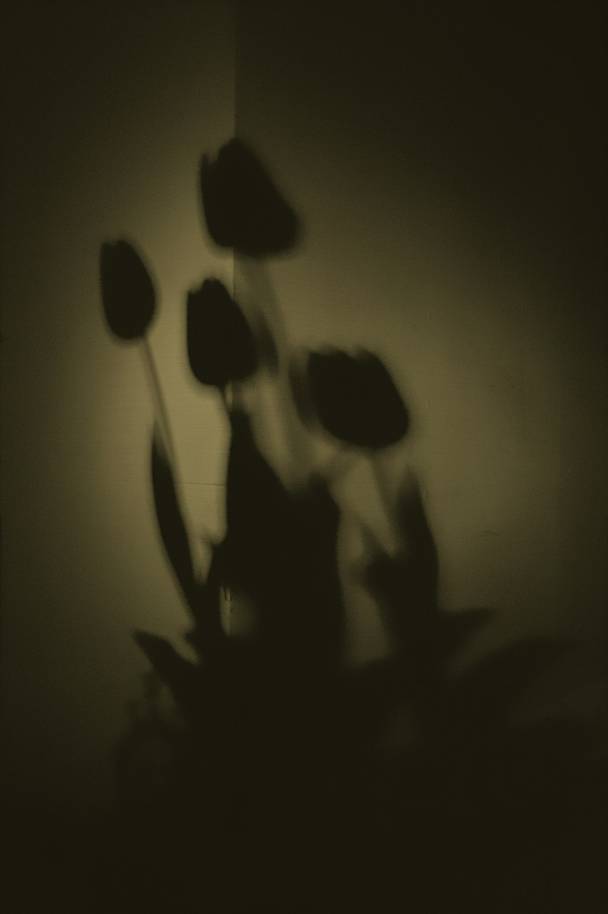 Silhouette of flower