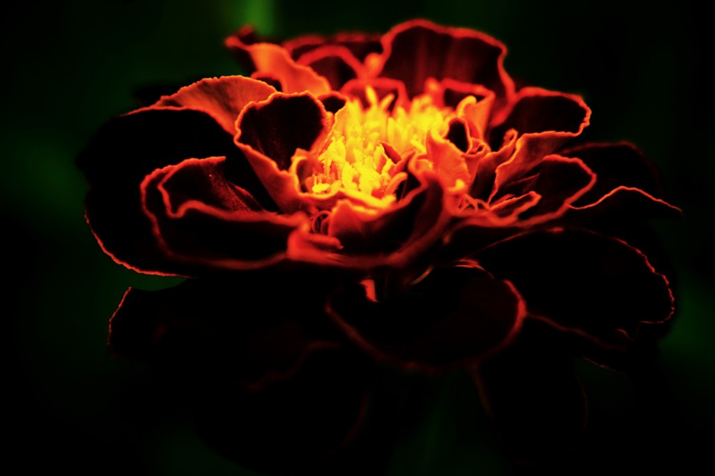 Burning flower.