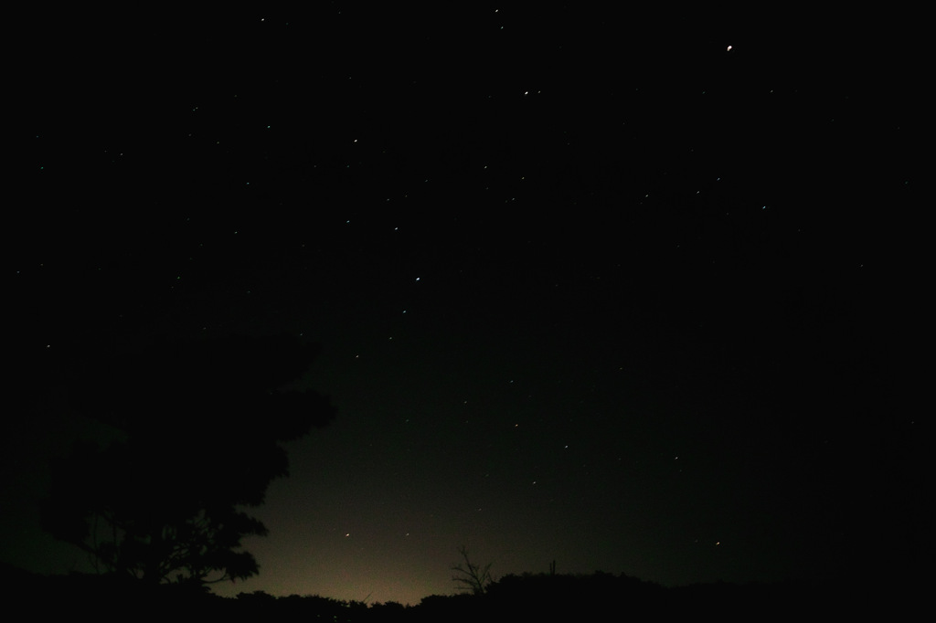 Silhouette of tree