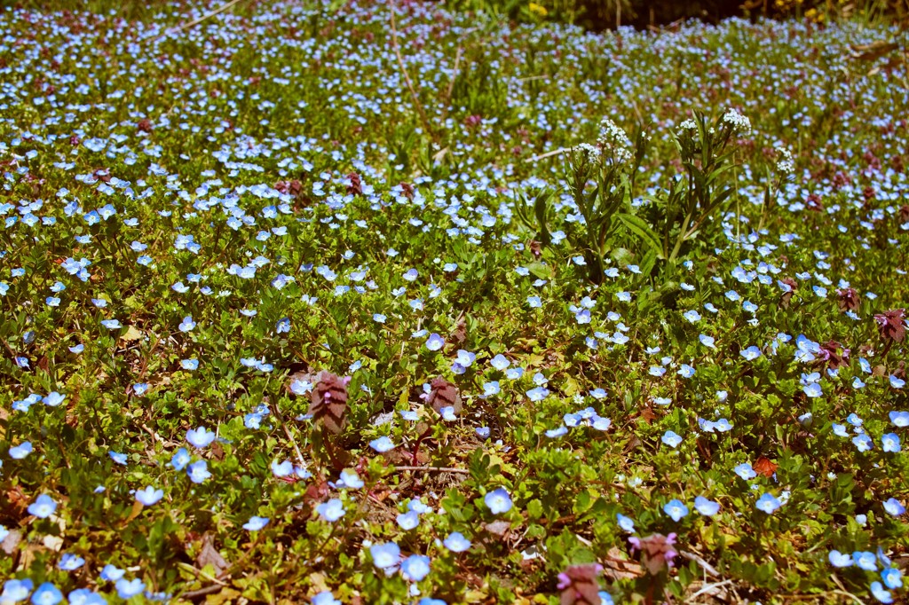 Veronica persica　2