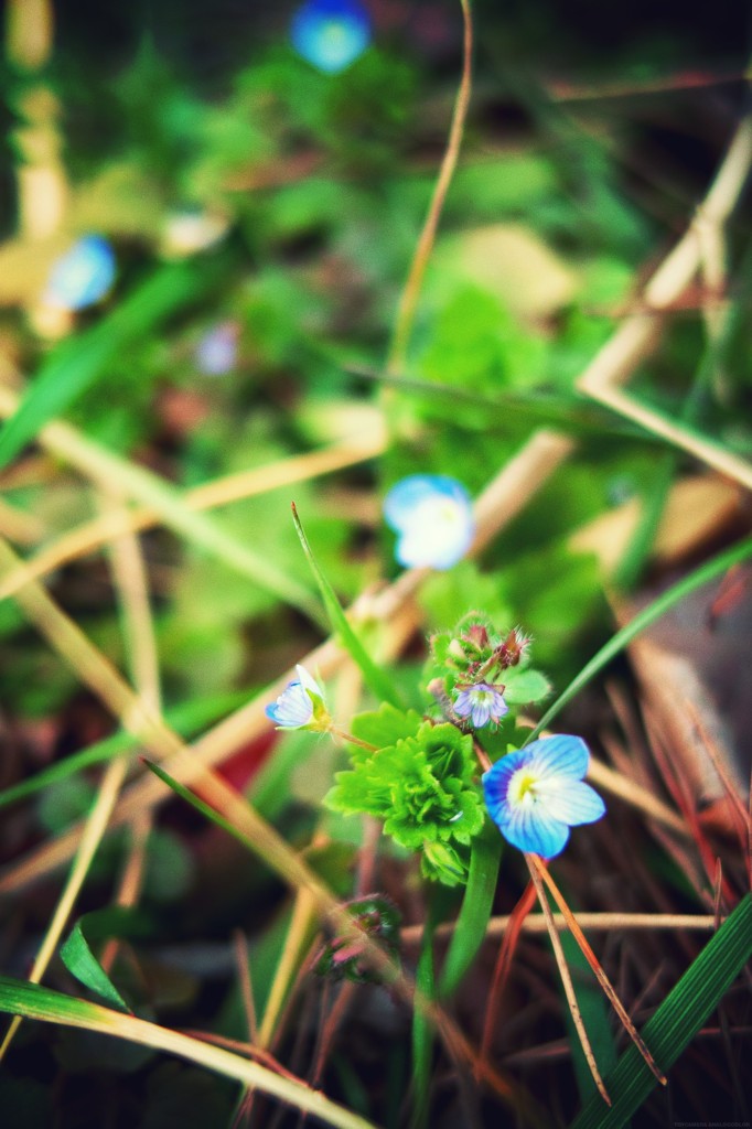 Veronica persica